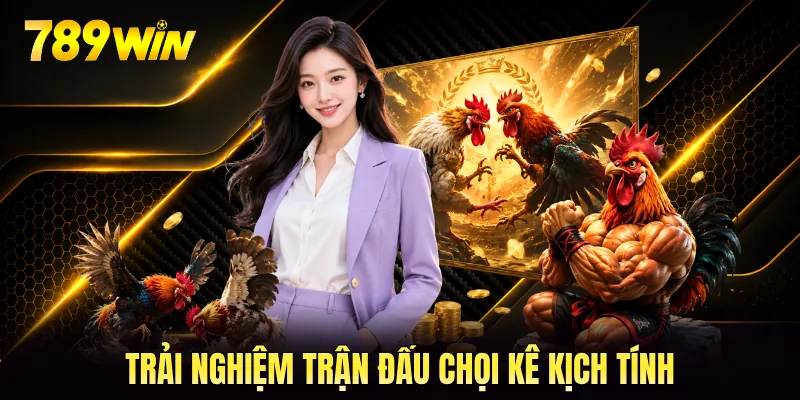 Trải nghiệm trận đấu chọi kê kịch tính Trải nghiệm trận đấu chọi kê kịch tính